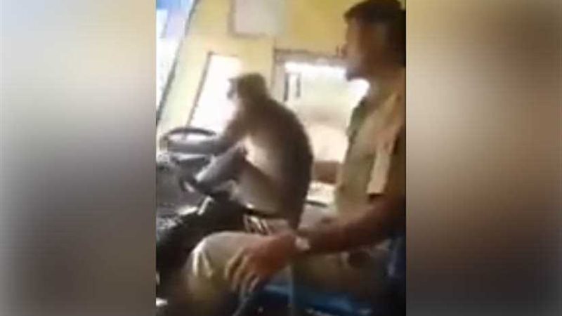 قرد يقود حافلة في