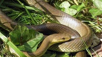 العثور على ثعبان في حديقة مدرسة ببني سويف