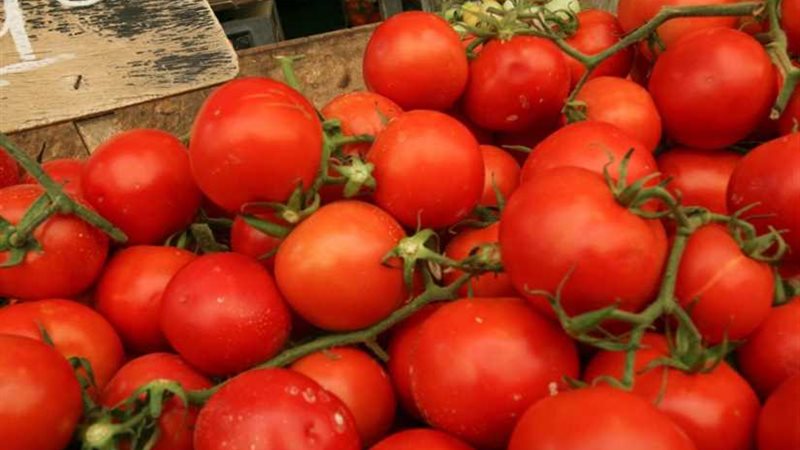 الزراعة تعلن نتائج