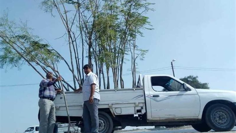 تشجير المدخل الجنوبي