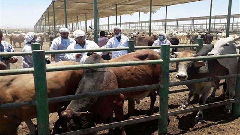 طب بيطري الدقهلية: