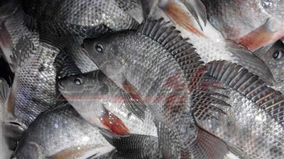 بشاير الخير بالمزارع السمكية والبحيرات بدأت منذ تولي الرئيس السيسي.. (صور)