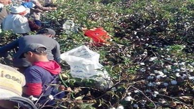 138.37% زيادة في المساحة المنزرعة.. ”الذهب الأبيض“ يعاود البريق بـ”المنوفية“