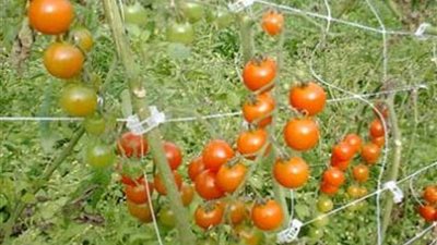 مدير مباحث السجون: نزرع 1500 فدان