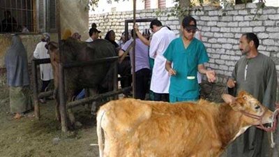 تحصين 18 الف و574 رأس ماشية ضد الأمراض بأسوان