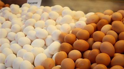 مدير مباحث السجون: ننتج 100 مليون بيضة سنويًا