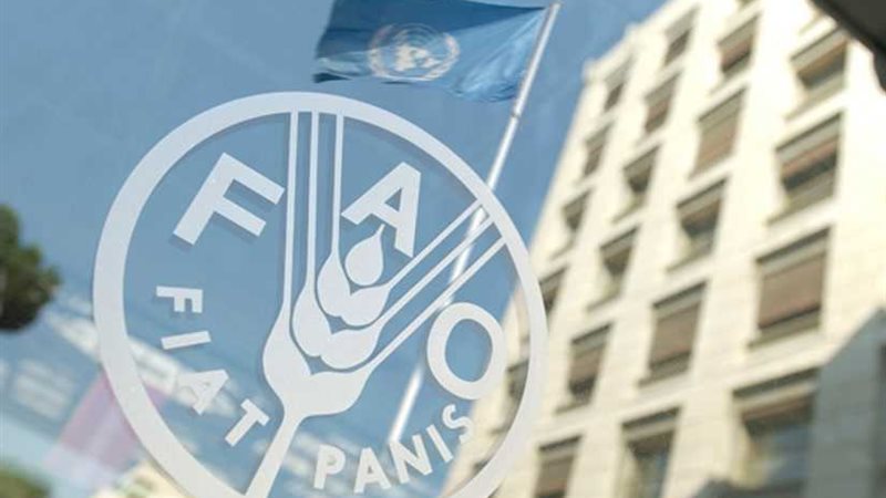 الفاو: مصر نجحت في