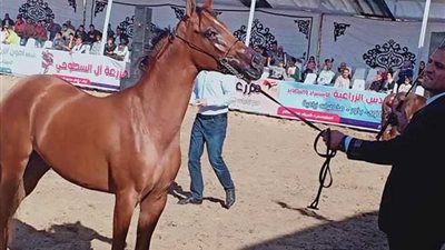 بدء منافسات مهرجان الخيول الثالث بجمصة