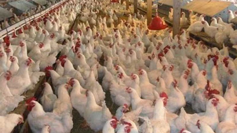 بيطري أسوان: توفيق