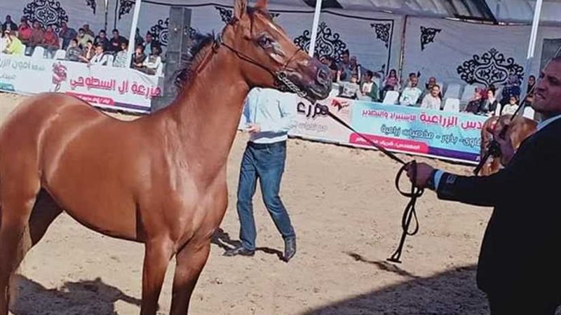 بدء منافسات مهرجان