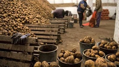 الداخلية تواجه المحتكرين وتضبط 1632 طن بطاطس بالغربية والدقهلية والبحيرة