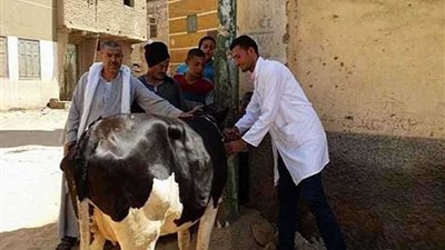 تحصين 274 ألف رأس ماشية بالدقهلية