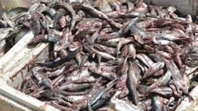 إعدام 2001 طن أسماك