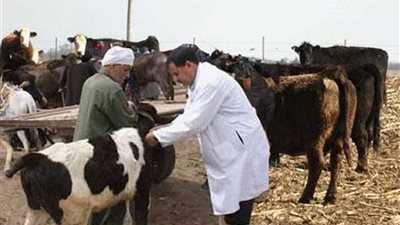 تحصين 326 رأس ماشية بالدقهلية ضد الحمى القلاعية