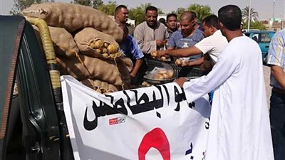 مستقبل وطن بالبحر الأحمر يوفر البطاطس بـ 5 جنيهات للكيلو بـ