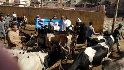 البحيرة ..قافلة بيطرية لمستقبل وطن بقرية سنهور