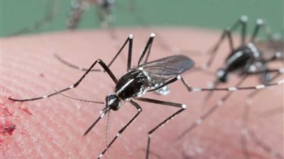 عالم حشرات صيني يدخل موسوعة جينيس باكتشافه أكبر بعوضة في العالم