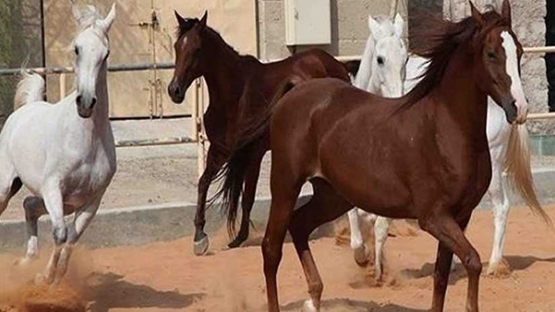 بعد توقف 8 سنوات..