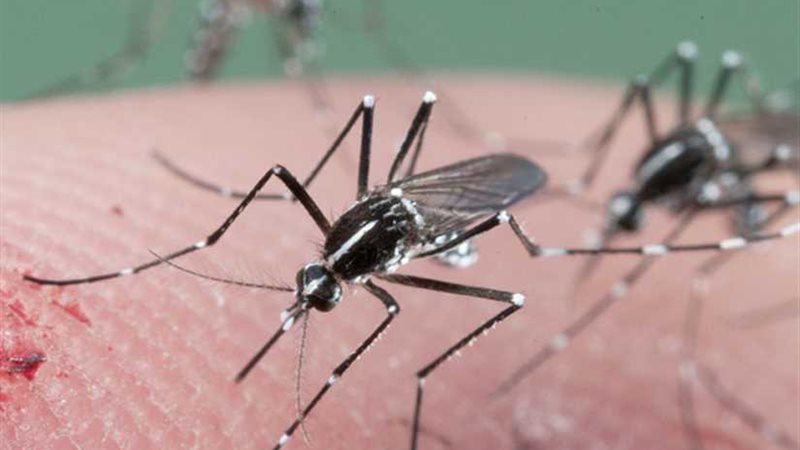 عالم حشرات صيني يدخل