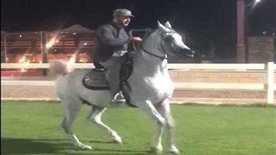 شاهد.. أحمد السقا يرقص بالحصان على المزمار