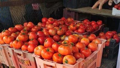 خبير: عدم وجود إدارة للأزمات سبب ارتفاع أسعار البطاطس والطماطم