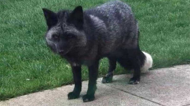 الثعلب الرمادي النادر