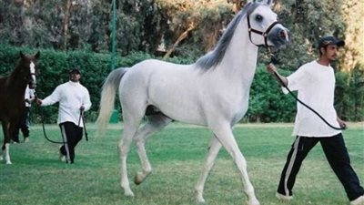 الخميس.. انطلاق البطولة الدولية لجمال الخيول العربية في مصر