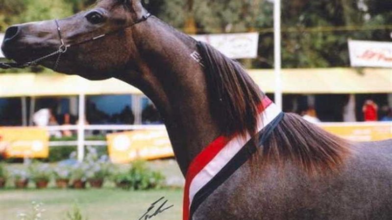 مصر تشارك في بطولة