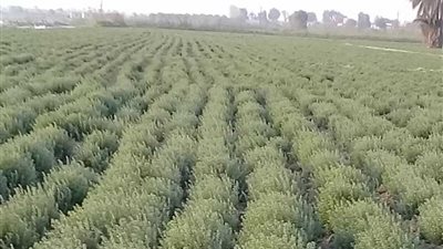 النباتات الطبية تعود إلي المنوفية