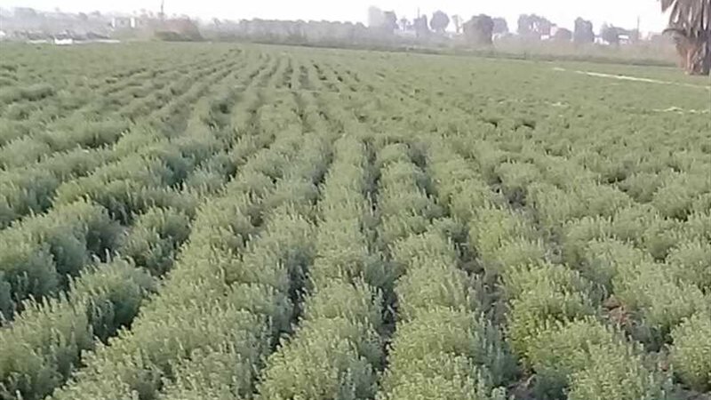 النباتات الطبية تعود