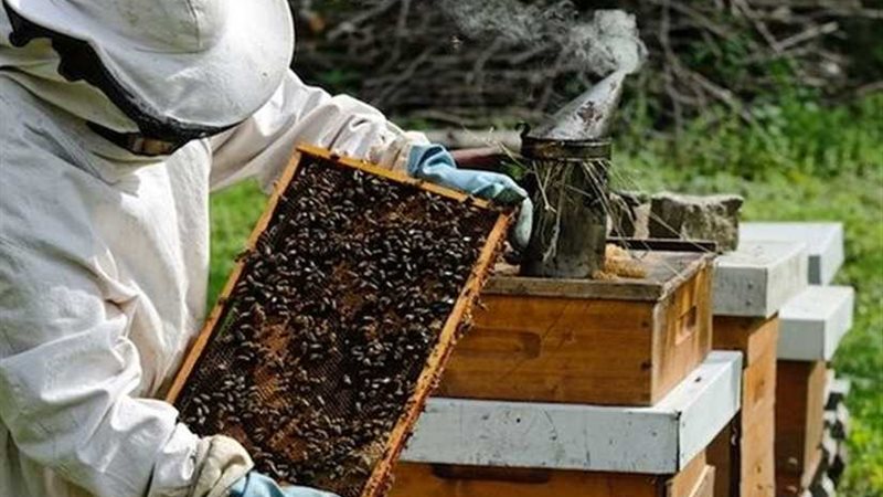 قرار وزاري يفتح الباب