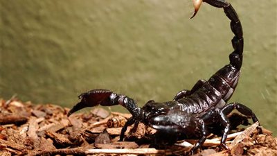 عقرب تلدغ ربة منزل بـ