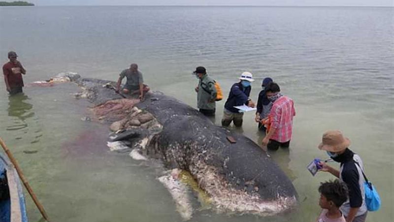 1000 قطعة بلاستيك
