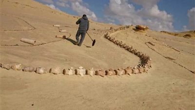 مصر تعرض تجربتها في 