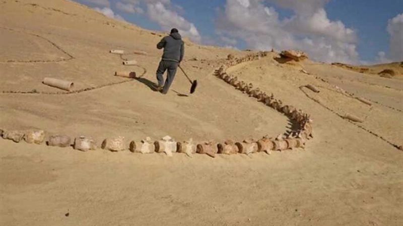 مصر تعرض تجربتها