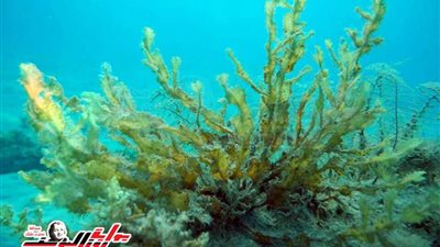 دور المجتمع المدني في حماية البيئة البحرية بالبحر الأحمر