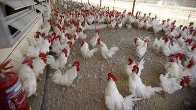 تأييد تغريم المتهم الرئيسي في قضية 