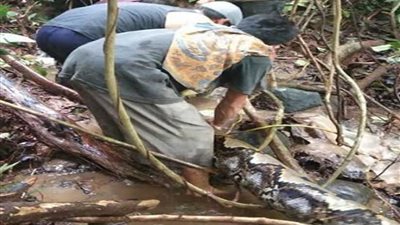 معركة بين ثعبان و6 صيادين (فيديو وصور)