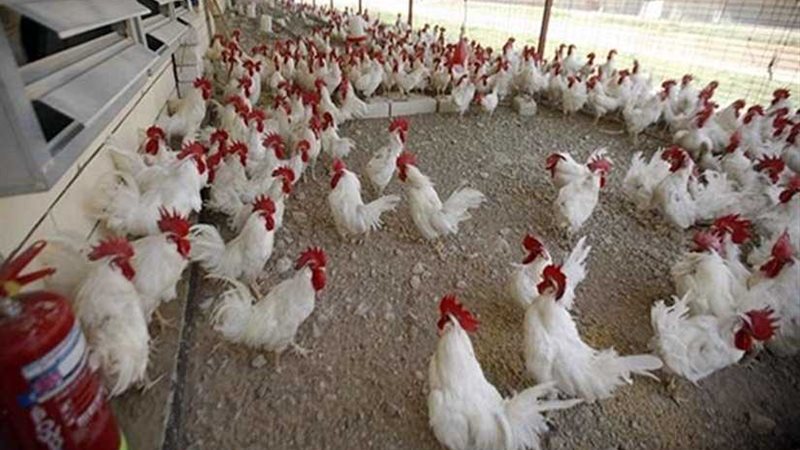 تأييد تغريم المتهم