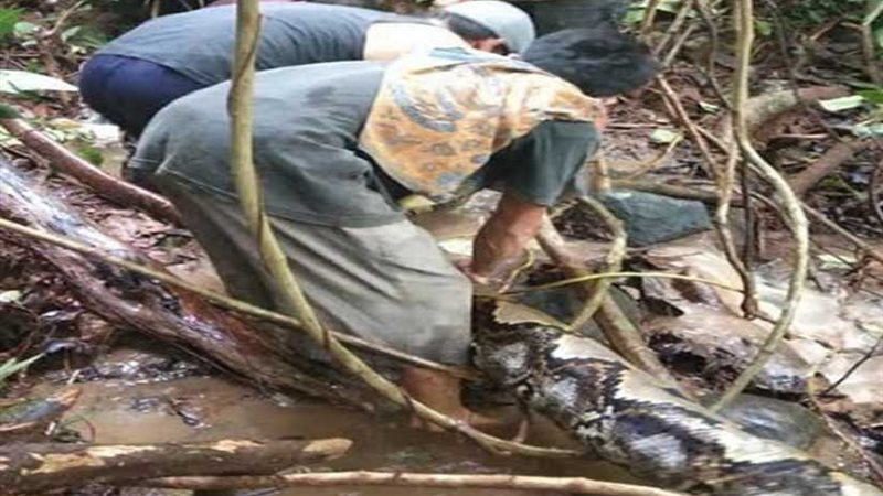 معركة بين ثعبان و6