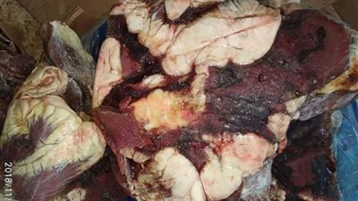 تموين المنوفية يضبط لحوم فاسدة بمحلات 