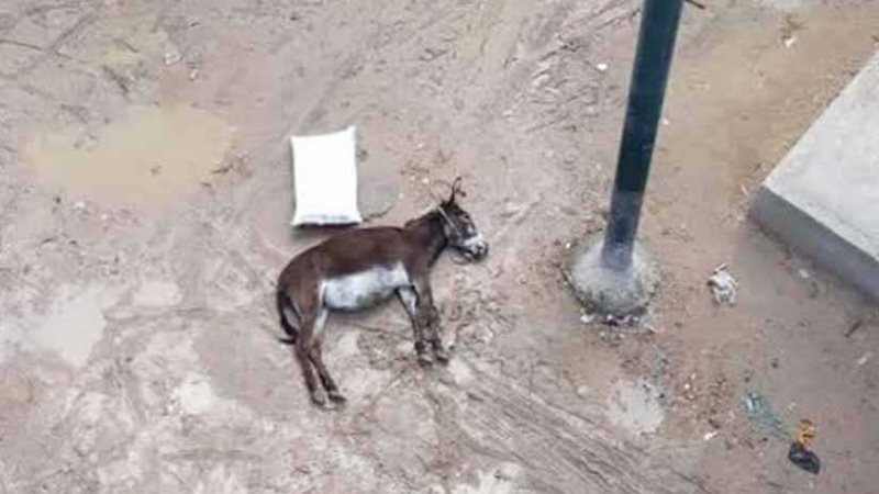 الكهرباء تصعق حمارًا