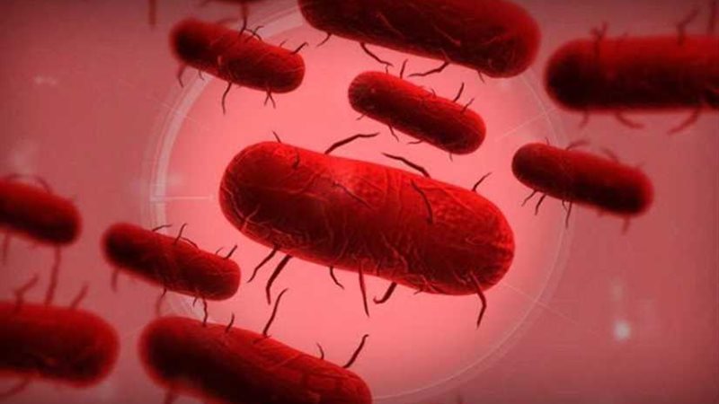 اكتشاف أول سلالة