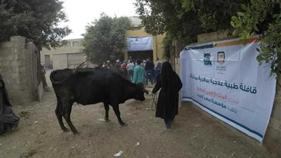 علاج 733 رأس ماشية خلال قافلة بيطرية لمصر الخير بالمنيا