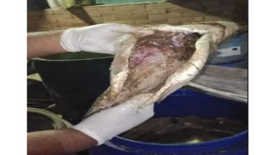 ضبط 10 أطنان فسيخ فاسد بحملة في شبرا الخيمة