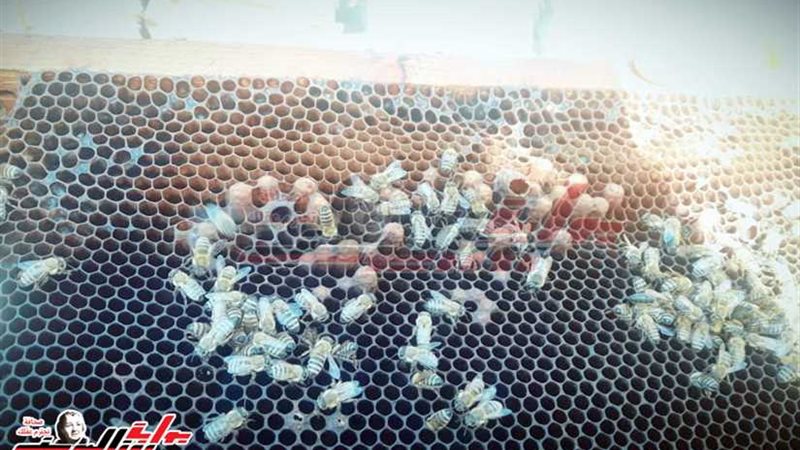 المنحل.. مشروع صغير