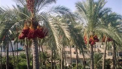 انطلاق المؤتمر الأول للمنتجات الثانوية للنخيل بأسوان