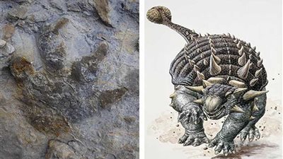 بالصور.. العثور على آثار أقدام ديناصورات عمرها 100 مليون سنة