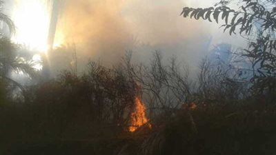 فلاح يشعل النيران في محصول الفول الخاص بشقيقه بالبحيرة