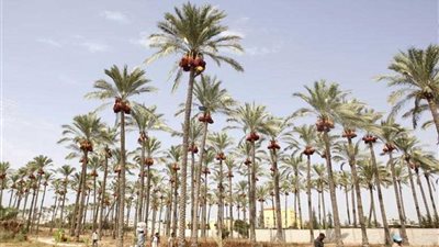 وزير الزراعة: مشروع الـ 2.5 مليون نخلة سيضاعف إنتاج مصر من التمور الفاخرة